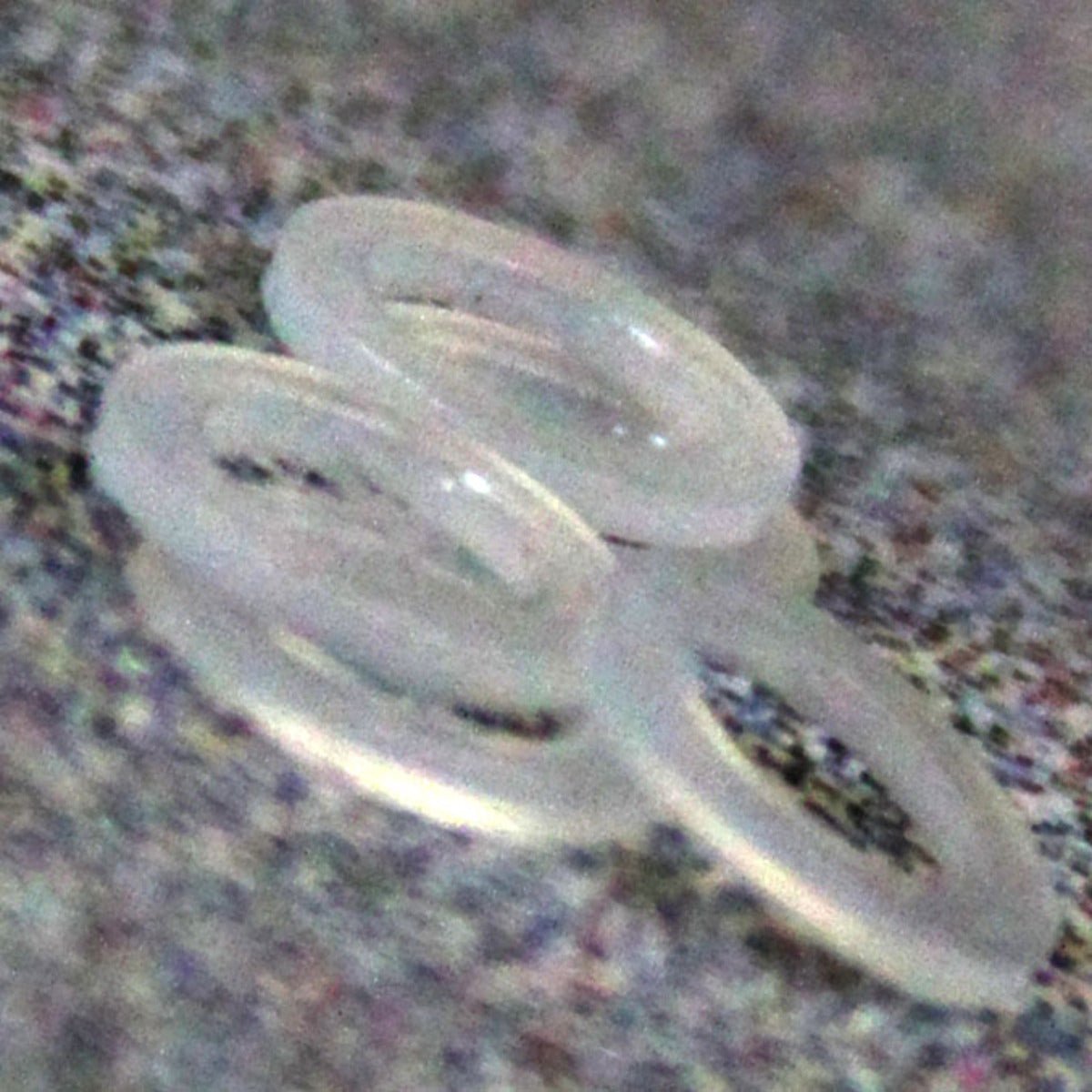 Washer Gasket, Nylon, 413175 - Chemtech Scientific Incorporated